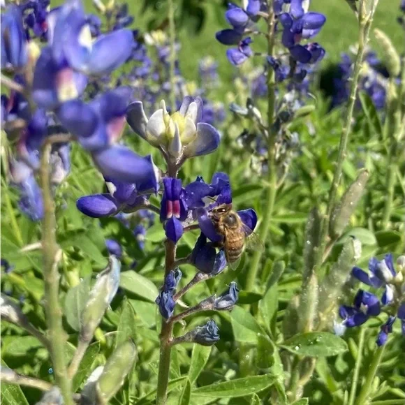 50 Seeds Texas Bluebonnet Wildflower Lupinus texensis Flower Seeds Garden - Picture 14 of 16